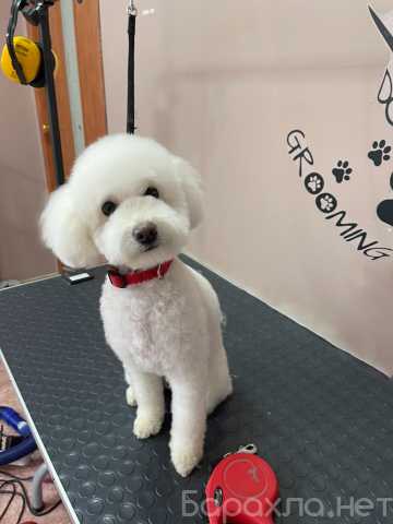 Предложение: Услуги грумера