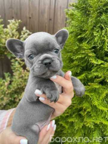 Продам: щенки Французского бульдога