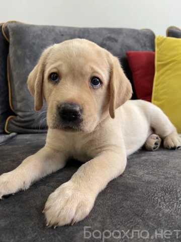 Продам: Щенки Лабрадор. Щенки Лабрадор Ретривер