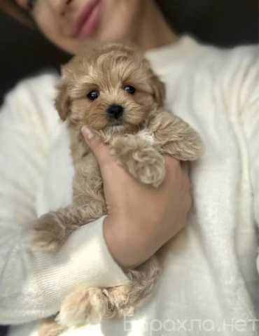 Продам: Щенки Мальтипу Ф1 и Ф2.Щеночки Мальтипу