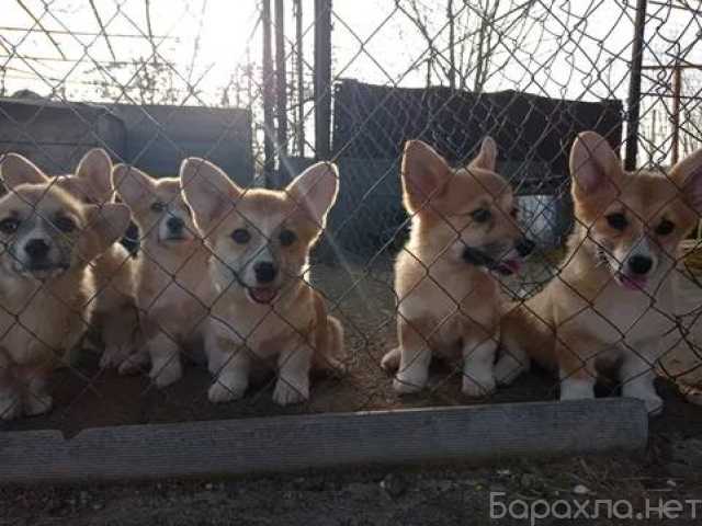 Продам: Щенки Вельш Корги.Щеночки Корги Пемброк