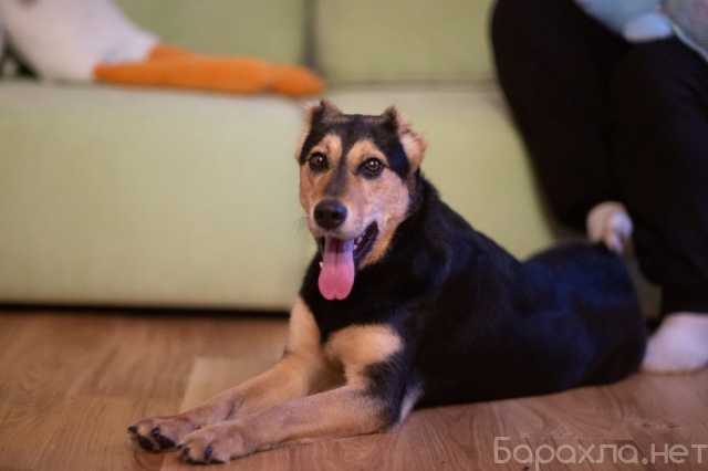 Отдам даром: Молли ищет дом и человека