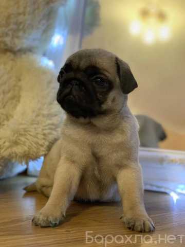 Продам: Щенки Мопса.Щеночки мопса беж и черный