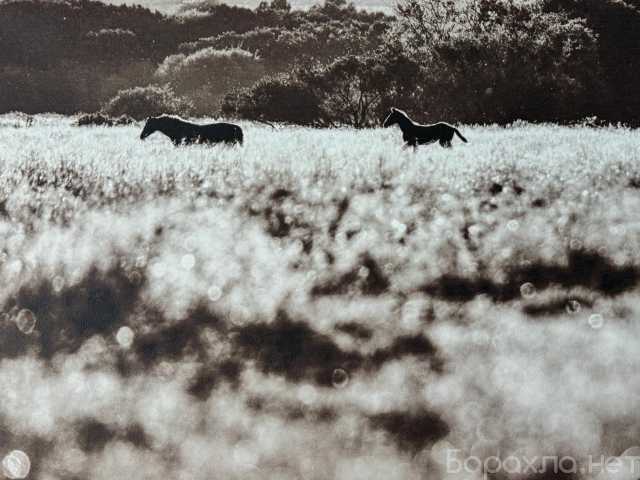 Продам: Картины (интерьерная печать)