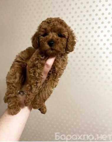 Продам: щенки Той и карликового пуделя