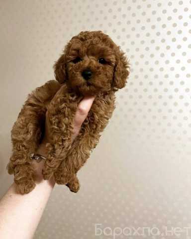 Продам: Щенки Той и карликового пуделя