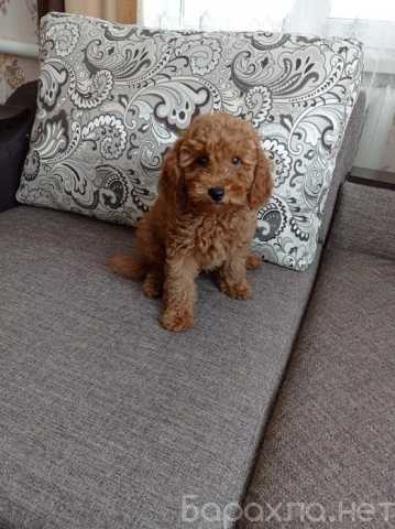 Продам: Щенки Той Пуделя.Карликовий пудель щенки