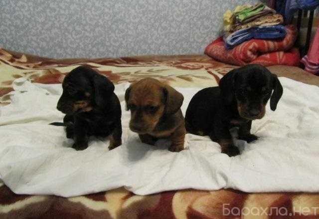 Продам: Щенки Таксы. Щеночки таксы