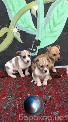Продам: Щенки