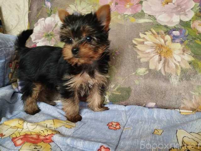 Продам: Щеночки Йоркширского терьера.Щенки Йорк