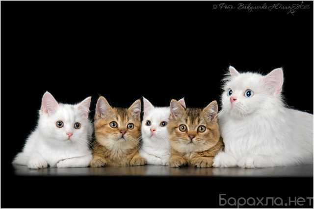 Продам: Белый британский котенок