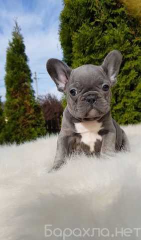 Продам: Щенки французского бульдога.Все окрасы