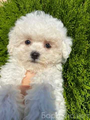 Продам: Щенки Бишон фризе.Щеночки бишон фризе