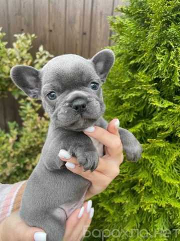 Продам: Щенки Французского бульдога