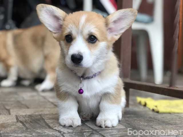 Продам: щенки Корги. Щенки Вельш Корги