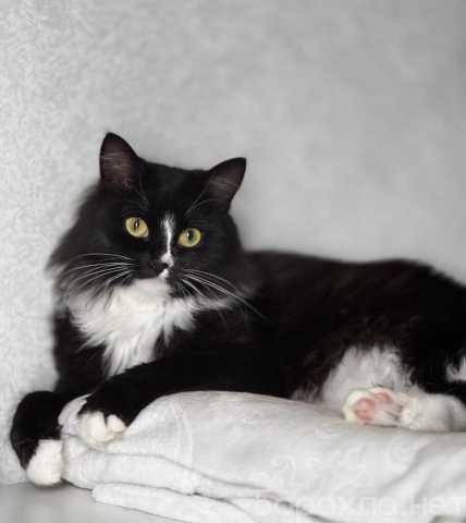 Отдам даром: Шикарная черно-белая пушистая Наоми