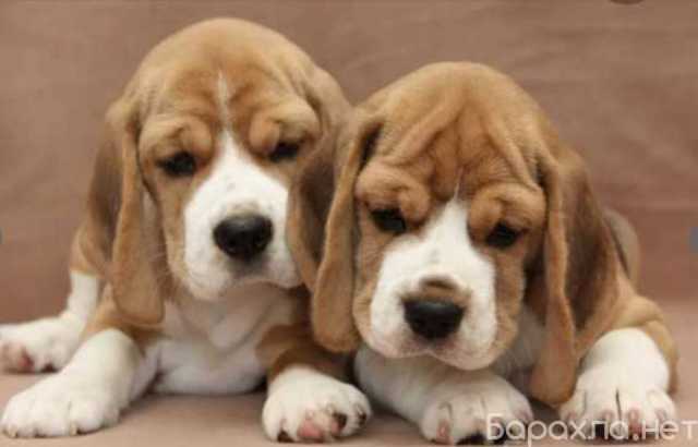 Продам: Щенки Бигль.Щеночки Бигля