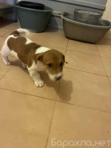 Продам: Щенки Джек Рассел терьер