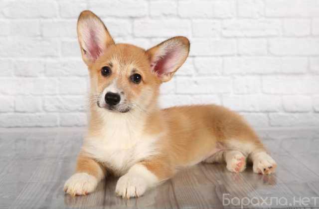 Продам: щенки Корги. Щенки Вельш Корги