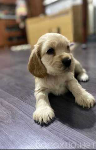 Продам: щенки Кокер Спаниеля. Кокер Спаниель