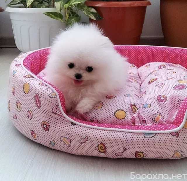 Продам: щенки Померанского шпица.Щеночки шпиц