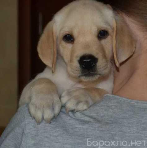 Продам: Щенки лабрадора. Лабрадор ретривер щенки