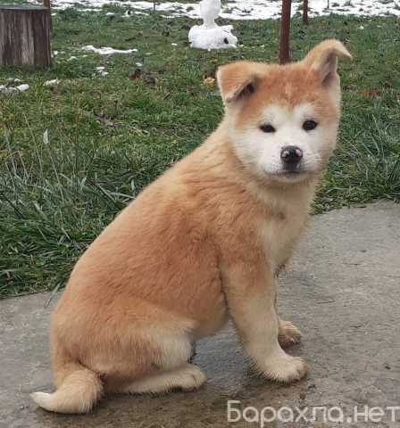 Продам: щенки Акита Ину . Сиба Ину