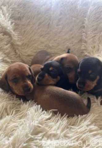 Продам: Щенки Таксы. Щеночки таксы