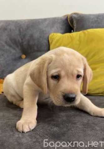 Продам: Щенки Лабрадора. Лабрадор ретривер щенки