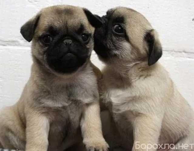 Продам: щенки мопса.Щеночки мопса беж и черный