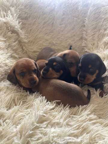 Продам: Щенки Таксы. Щеночки таксы