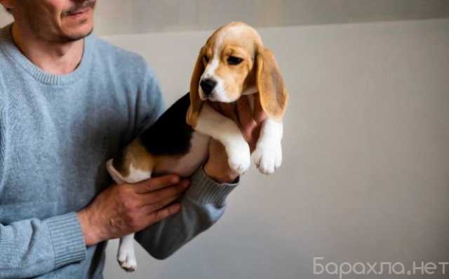 Продам: щенки Бигля. Щеночки бигль