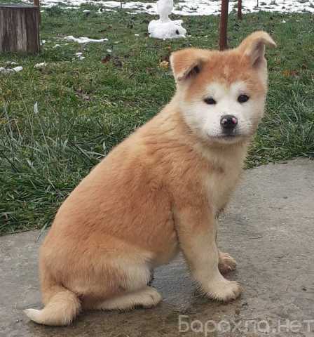 Продам: Щенки Акита Ину . Сиба Ину