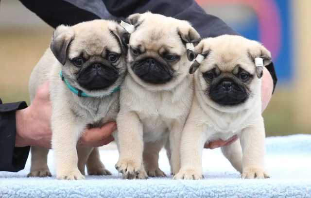 Продам: Щенки Мопс.Щеночки Мопса