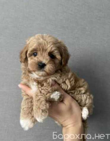 Продам: щенки Мальтипу F1 и F2.Щенки Мальтипу