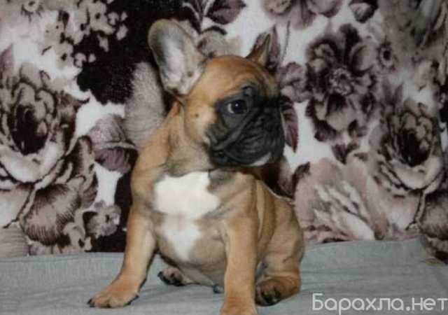 Продам: Щенки Французского бульдога