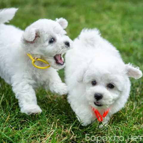 Продам: щенки бишон фризе.Щеночки бишон фризе