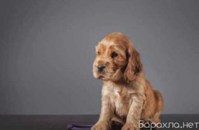 Продам: Щенки Кокер Спаниеля. Кокер Спаниель