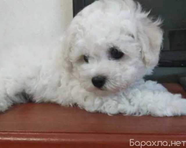 Продам: Щенки Бишон фризе.Щеночки бишон фризе