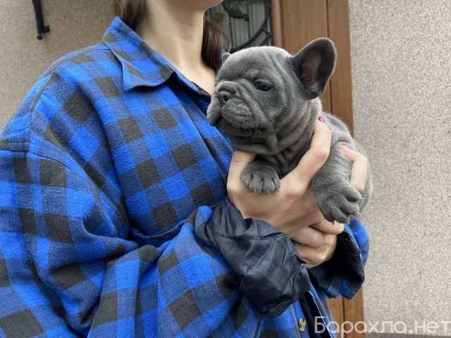 Продам: щенки французского бульдога