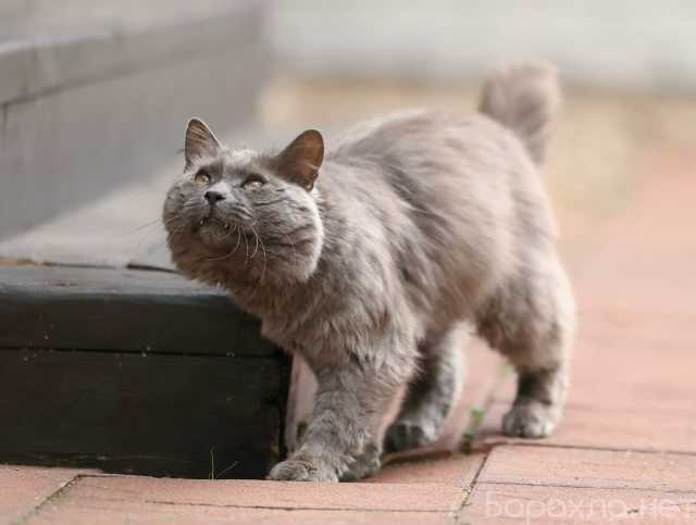 Отдам даром: метис нибелунга Дымок