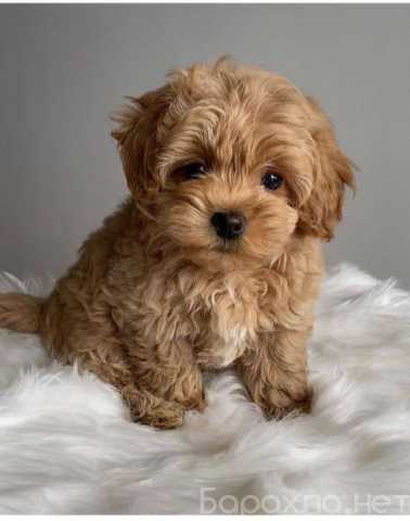 Продам: Щенки Мальтипу Ф1 и Ф2.Щеночки Мальтипу