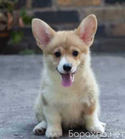 Продам: Щенки Вельш Корги.Щеночки Корги Пемброк