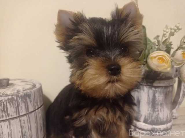 Продам: Щенки Йорк.Щеночки йоркширского терьера