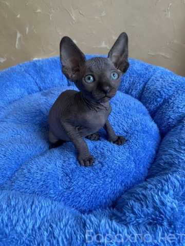 Продам: котята сфинкс (WhatsApp +79267033067)