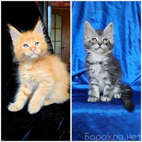 Продам: мейн кун котята (Вотсапп +79267033067)