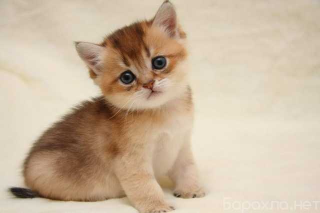 Продам: британские котята (WhatsApp +79267033067