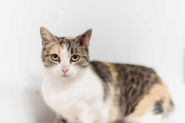 Отдам даром: Изящная кошечка Афина ищет семью