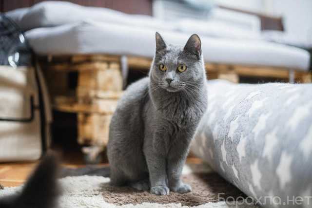 Отдам даром: Красавица Буся в добрые руки