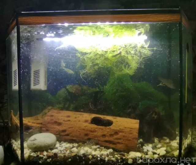 Продам: Аквариум 40 литров